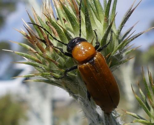Réf. 293 218 : Zonitis immaculata